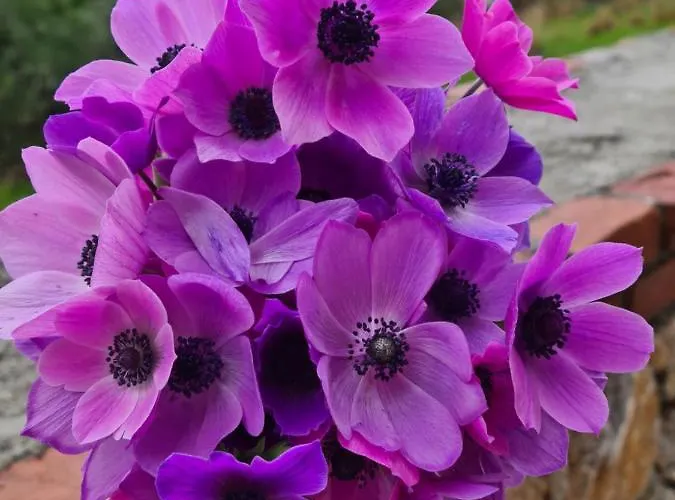 Дом отдыха Amber Akyaka *