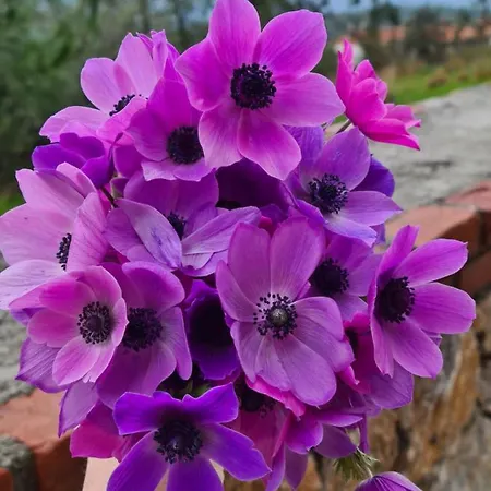 Σπίτι διακοπών Amber Akyaka *